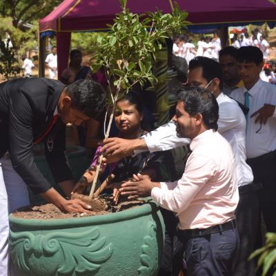 වානිජ දිනය හේතුවේන් විශය සමගාමිව පැළ රෝපනය